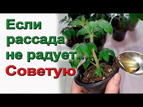 Видео: Срочная помощь слабой рассаде томатов, перцев.