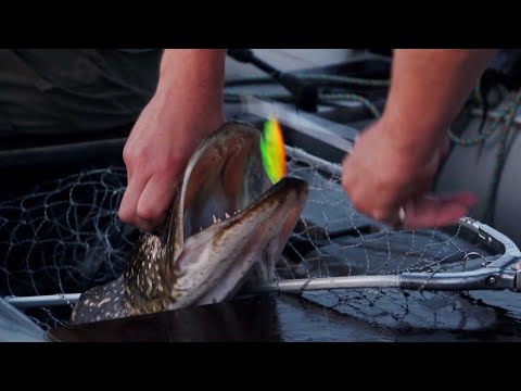 Видео: Особенности Псковской Рыбалки. "Крокодил против щуки"