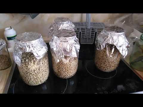 Видео: Выращивание на перловке