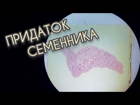 Видео: ПРИДАТОК СЕМЕННИКА