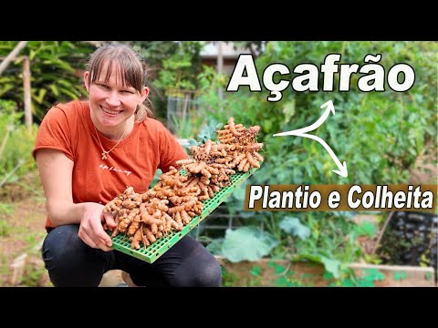Видео: Когда сажать и собирать куркуму по всей стране (шафран Земли)