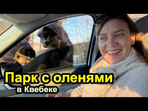 Видео: Едем в Монреаль кормить оленей в Омега Парке