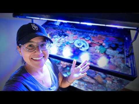 Видео: Подготовка рифового аквариума к самостоятельной жизни