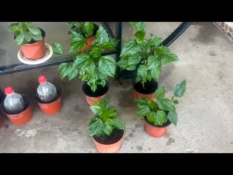 Видео: Как растут черенки Китайской розы | Китайская роза қаламчаларини усиш жараёни