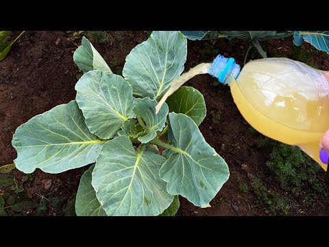 Видео: Слизни и Гусеницы на Капусте Исчезли. За 1 ночь избавилась от вредителей, теперь листья без дыр