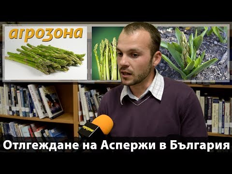 Видео: Отглеждане на Aспержи в България