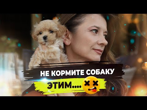 Видео: Все о корме для собак. сухой, влажный и натуральный корм. Аллергия у собак.