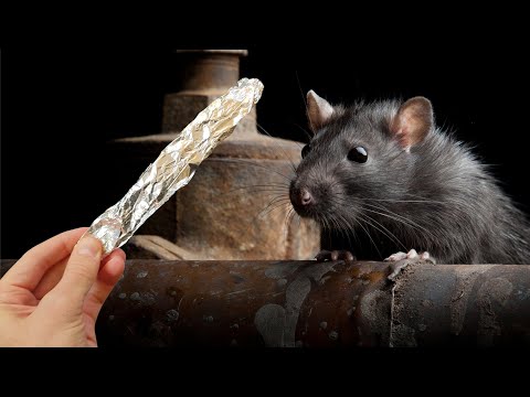 Видео: Всего 1 фольга, и крысы и мыши полностью исчезнут.