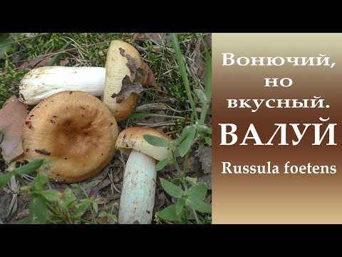 Видео: Вонючий, но иногда вкусный. Валуй - Rússula foétens.