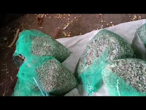 Видео: Повітряна бульбашка часник Любаша.Вирощування,калібрування,протруєння та висів.