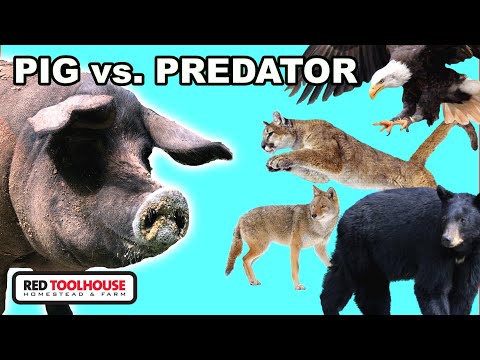 Видео: Являются ли хищники проблемой для пастбищных свиней?