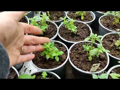 Видео: Обзор моего хозяйства! 😄 дубль1🤭( 18.02.24 г.)