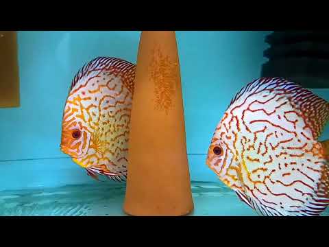 Видео: Сокращение объема разводни.