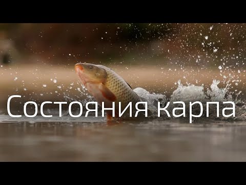 Видео: 4. Поведение карпа в различных состояниях