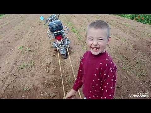 Видео: Такой вот урожай 2025 года. 