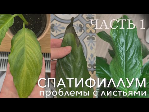 Видео: №27. Спатифиллум. Почему Листья жёлтые, с коричневыми и черными пятнами, мятые. Причины.