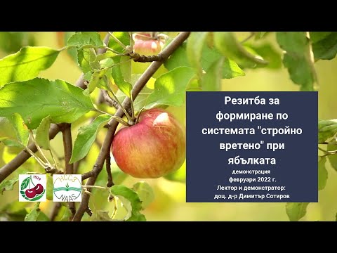 Видео: Резитба при ябълката за формиране на „стройно вретено“