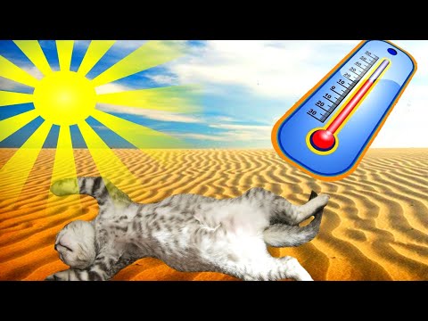 Видео: У Авроры СОЛНЕЧНЫЙ УДАР!