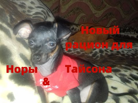 Видео: Сёмга на гриле. Приучаю собак к крупам.