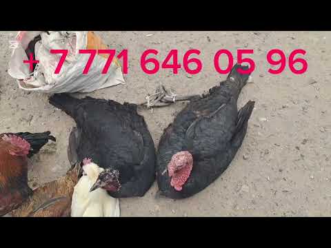 Видео: 23.03.20.2025.Сарыағаш.Жібек жолы құс базары.Курке тауықтар,тауықтар,цысаркалалар,қаздар,индоуткалар