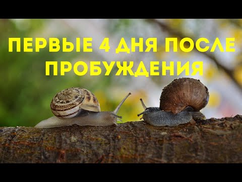 Видео: Маточник, день 2 - 4 | Улиточная ферма, Royal Snail | Helix Aspersa Muller |