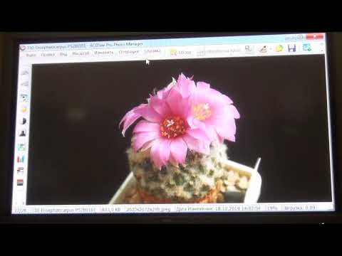 Видео: Род Ариокарпусы часть 1