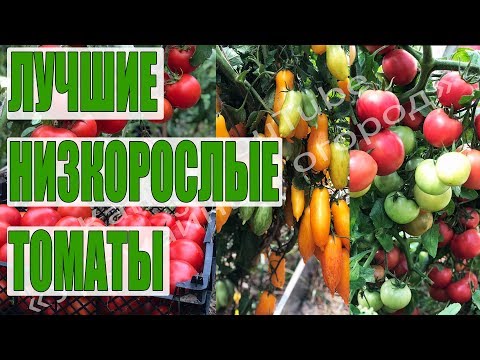 Видео: ЛУЧШИЕ ИЗ ЛУЧШИХ!САМЫЕ УРОЖАЙНЫЕ НИЗКОРОСЛЫЕ ТОМАТЫ!!!