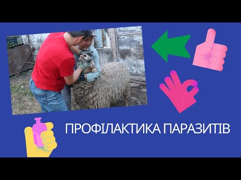 Видео: Профілактика паразитів у баранів/ збираємо меблі JUSK самостійно!!!