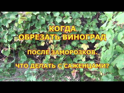 Видео: Когда обрезать виноград. После заморозка. Что делать с саженцами осенью