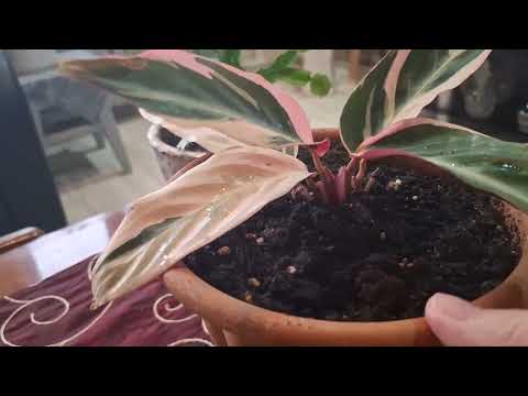 Видео: НОВЫЕ ЖИЛЬЦЫ в МОЁМ ДОМЕ//ПОКАЖУ что КУПИЛА//29//10//2025