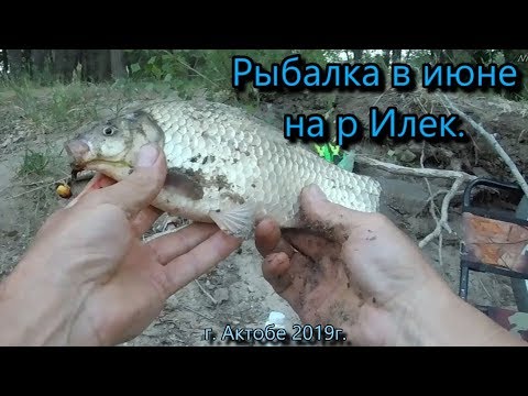 Видео: Рыбалка в июне на р Илек г Актобе  Карась, бобер, и два леща , как я ловлю живца