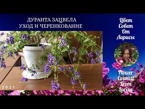 Видео: ДУРАНТА ЗАЦВЕЛА | УХОД И ЧЕРЕНКОВАНИЕ