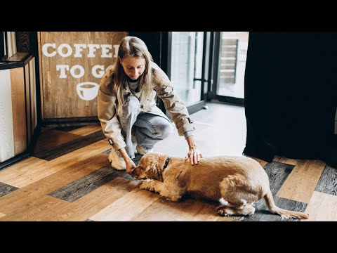 Видео: видео про вашего любимчика🐶