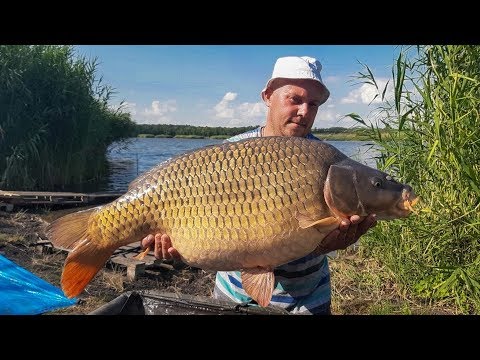 Видео: Ловля карпа летом на Марьевке. CARP PRO One 2019. Часть 1.