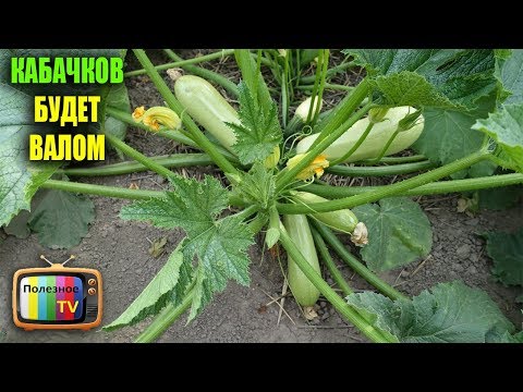 Видео: КАБАЧКИ ЗАВАЛЯТ ВАС УРОЖАЕМ ЕСЛИ ПРИМЕНЯТЬ ЭТИ СЕКРЕТЫ ПРИ ВЫРАЩИВАНИИ