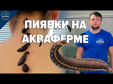 Видео: Медицинские пиявки. Выращивание нового гидробионта на Акваферме