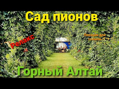 Видео: Горный Алтай 2021| Сад пионов | Локация для съёмок | Релакс