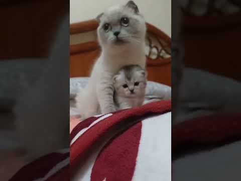 Видео: Моя кошка и ее котята