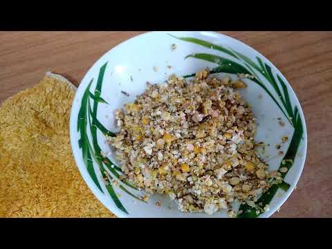 Видео: кормление голубят 🕊️