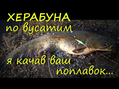 Видео: ХЕРАБУНА по вусатим
