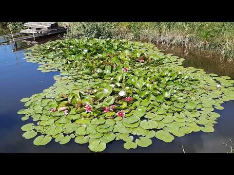 Видео: Лето в деревне.