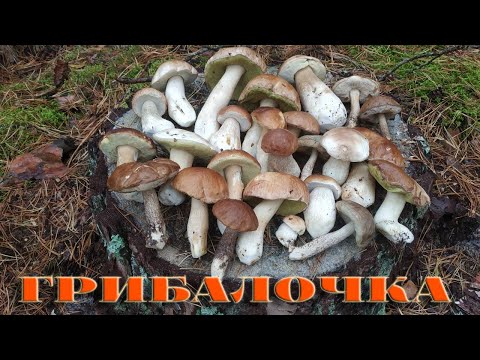 Видео: ГРИБАЛОЧКА ПО ОСІННЬОМУ. 29.10.2024Р. ІДЕАЛЬНІ ГРИБОЧКИ....