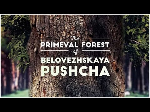 Видео: Беловежская пуща - Первозданный лес