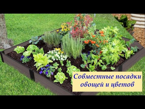 Видео: Совместные посадки овощей и цветов.