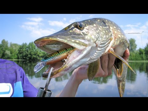 Видео: В ПОИСКАХ ЩУКИ !!!! СЕДАНОВО !!!!