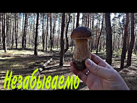 Видео: Новый лес - сказка.