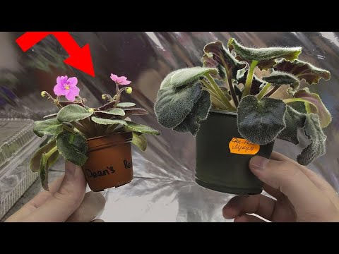 Видео: КАК ВЫБРАТЬ ГОРШОК ЧТОБЫ ФИАЛКА ПЫШНО ЦВЕЛА КРУГЛЫЙ ГОД   ГЛАВНЫЕ ОШИБКИ