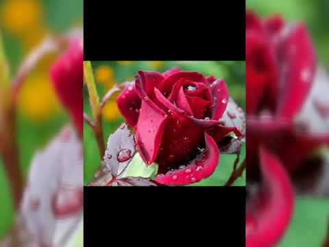 Видео: М.Умаров шабҳо ба ёдат  тел; 919815808