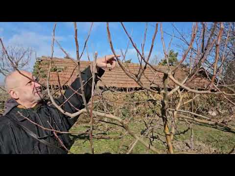 Видео: Резитба ябълка с вертикални клонки.
