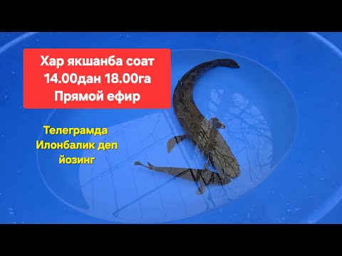 Видео: Фаргоналик акалар бн ажойиб сухбат